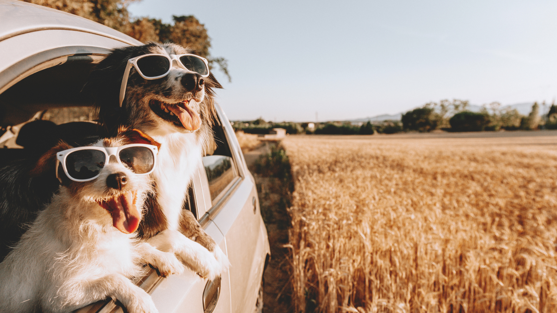 Sommer mit Vierbeinern: zwei Hunde bei der Autofahrt in den Urlaub
