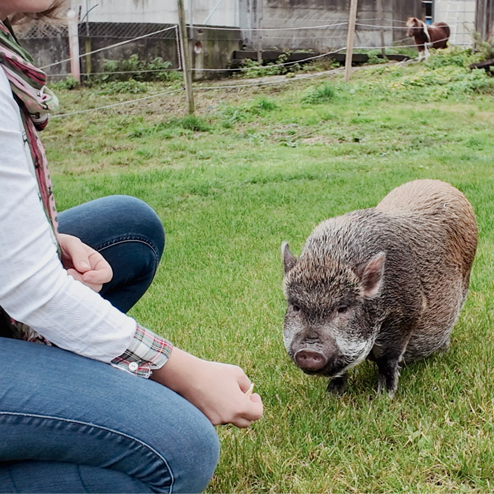 Am Hof leben auch zwei Minischweine.