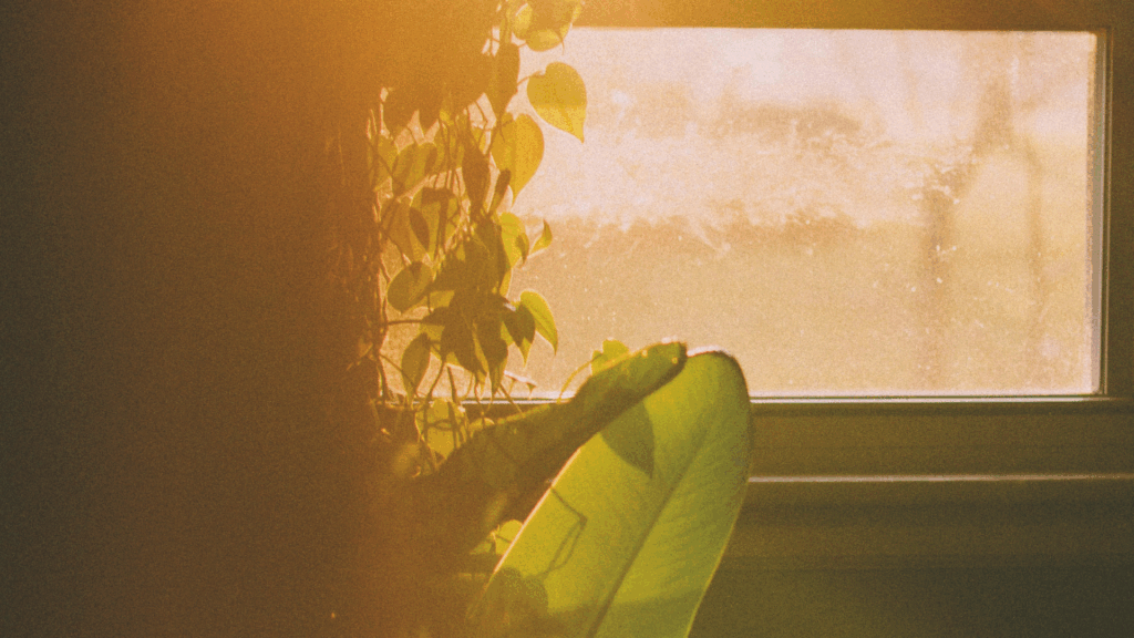 Sonne strahlt durch ein Fenster mit Pflanzen auf der linken Seite