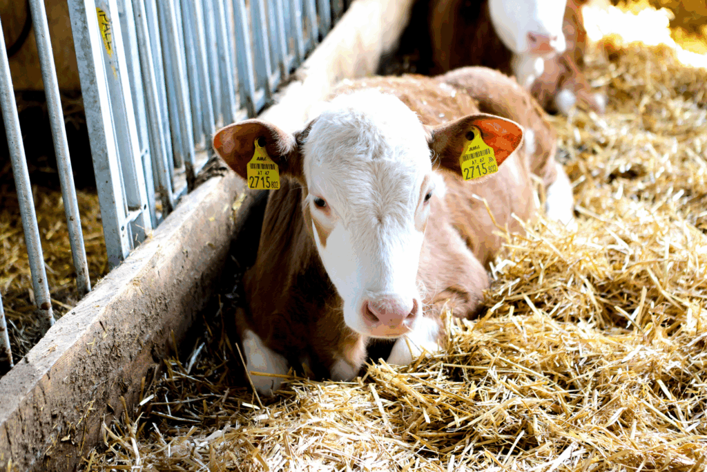 Kalb am Hof von Bianca Huber