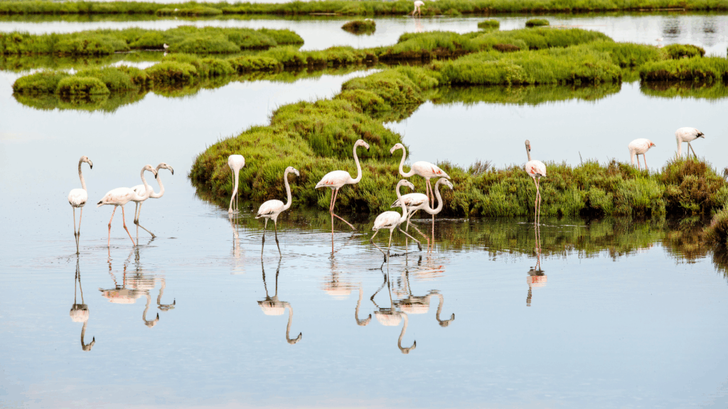 Cavallino mit Flamingos